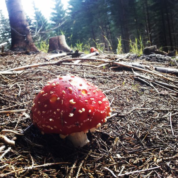 Foto Fliegenpilz